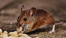 24 Hour & Emergency Exterminators in Fort Steele, WY